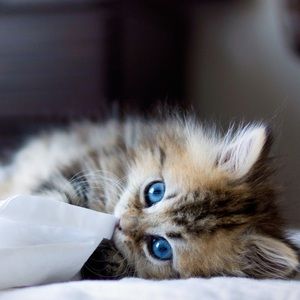 Meet your Posher, Rosa